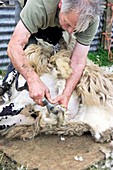 Shepherd shearing sheep from tail