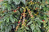 Coffee plant with leaves and fruits