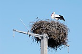 White stork nesting