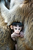 Long-tailed macaque baby