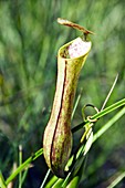 Pitcher plant (Nepenthes gracilis)
