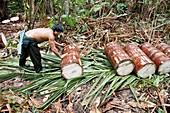 Preparing sago palm logs,Borneo