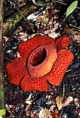 Rafflesia arnoldii flower