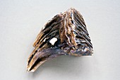 Fossil mammoth tooth