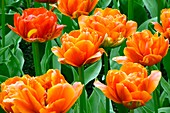 Tulipa 'Orange Lady'