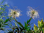 Ranunculaceae Clematis Seed Heads