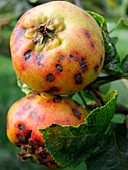Venturia inaequalis (Scab on apples)