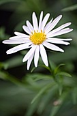 Japanese aster (Kalimeris incisa)