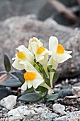 Japanese toadflax (Linaria japonica)