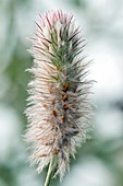 Haresfoot clover (Trifolium arvense)