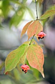 Spindletree (Euonymus pauciflora)