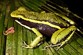 Three-striped poison dart frog