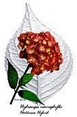 Hydrangia Hortensia Hybrid