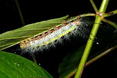 Saturniid caterpillar