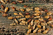 Termites feeding