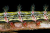 Venomous spines on a caterpillar