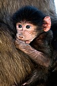 Young Chacma baboon