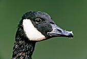 Head of Canada goose (Branta Canadensis)