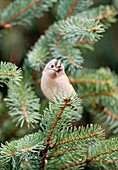 Goldcrest bird in fir tree