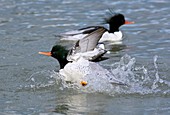 Scaly-sided mergansers splashing water