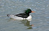 Male scaly-sided merganser