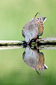 Turtle dove drinking water