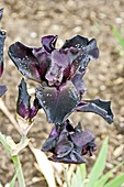 Sword Lily (Iris germanica)