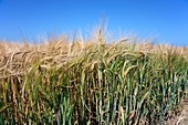 Wheat field (Triticum sp.)