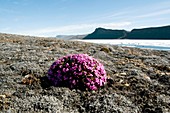 Moss campion (Silene acaulis)