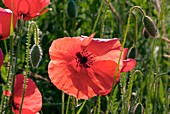 Poppies (Papaver rhoes) and grass