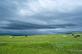 Stormy sky over cattle in fields