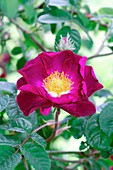 Gallica Rose 'Belle Sultane'