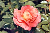 Floribunda Rose 'Daniel Gelin'