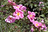 Modern Shrub Rose (Marguerite Hilling)