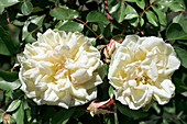 Tea Rose (Miss Alice de Rothschild)