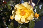 'Rose (Pimprenelle) Floribunda Rose,buds'
