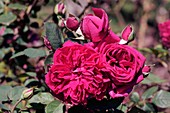 Rose (Reine Marguerite d' italie)