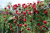 Rose (Souvenir d' Alphonse Lavallee)