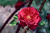 Rose (Souvenir d' Alphonse Lavallee)