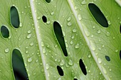 Raindrops on Mexican bread plant leaf