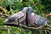 Wood pigeon feeding its young