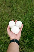 Large hailstones