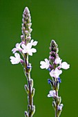 Common vervain (Verbena officinalis)