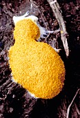 Dog vomit slime mould