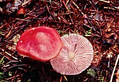 Rosy pinkgill mushrooms