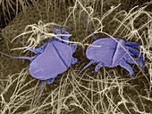 Bee mites, SEM