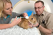 Rabbit on an MRI scanner