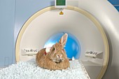 Rabbit on an MRI scanner