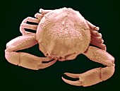 Small asian crab,SEM