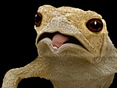 Common toad,SEM